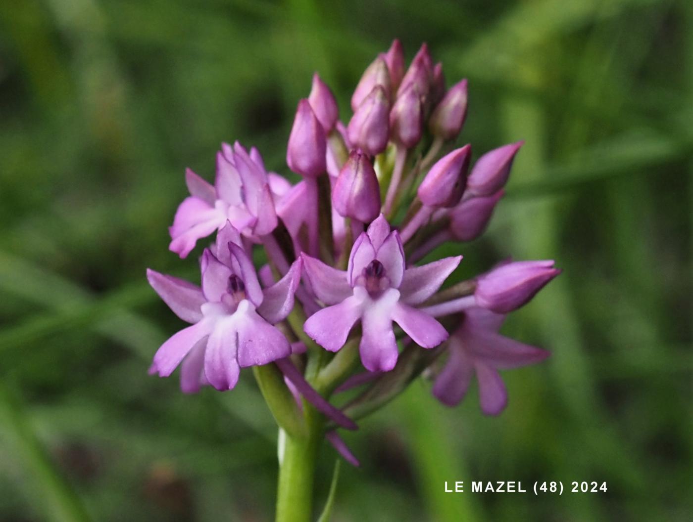 Orchid, Pyramid flower